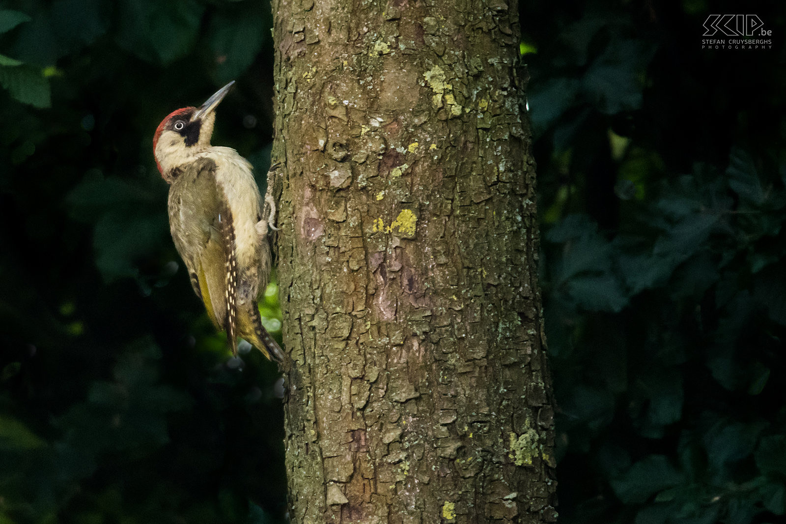 Green woodpecker Adult female green woodpecker (Picus viridis) against our pear tree. Green woodpeckers have a typical loud laugh. Stefan Cruysberghs